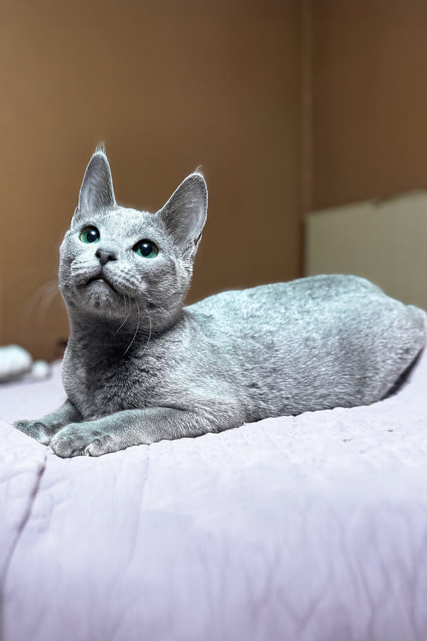 Narimar | Russian Blue Kitten