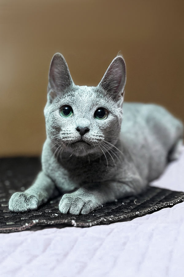 Narimar | Russian Blue Kitten