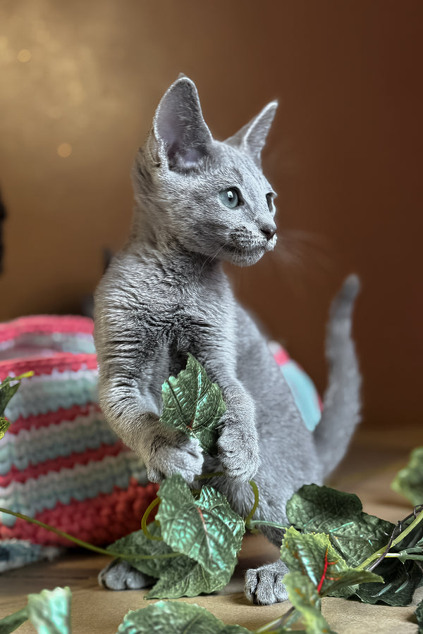 Octavia | Russian Blue Kitten