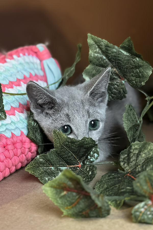 Octavia | Russian Blue Kitten