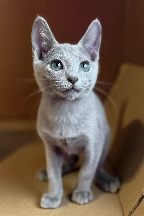 Octavia | Russian Blue Kitten