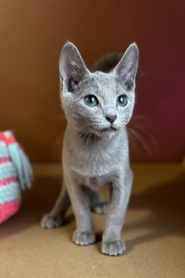 Octavia | Russian Blue Kitten