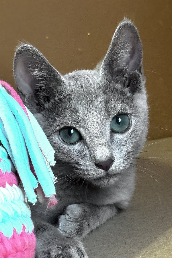 Octavia | Russian Blue Kitten