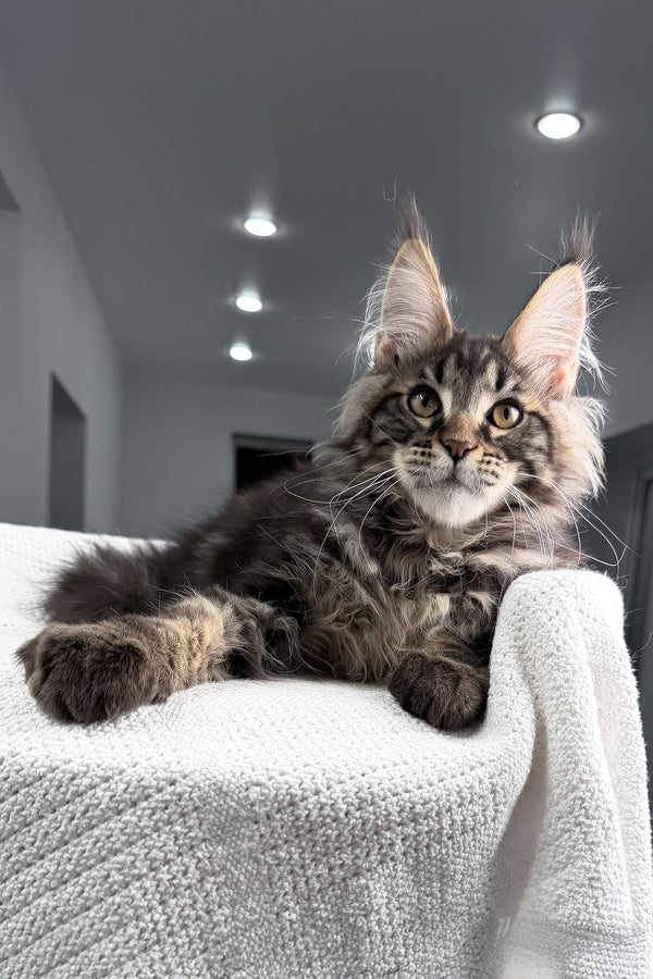 Roter | Maine Coon Kitten