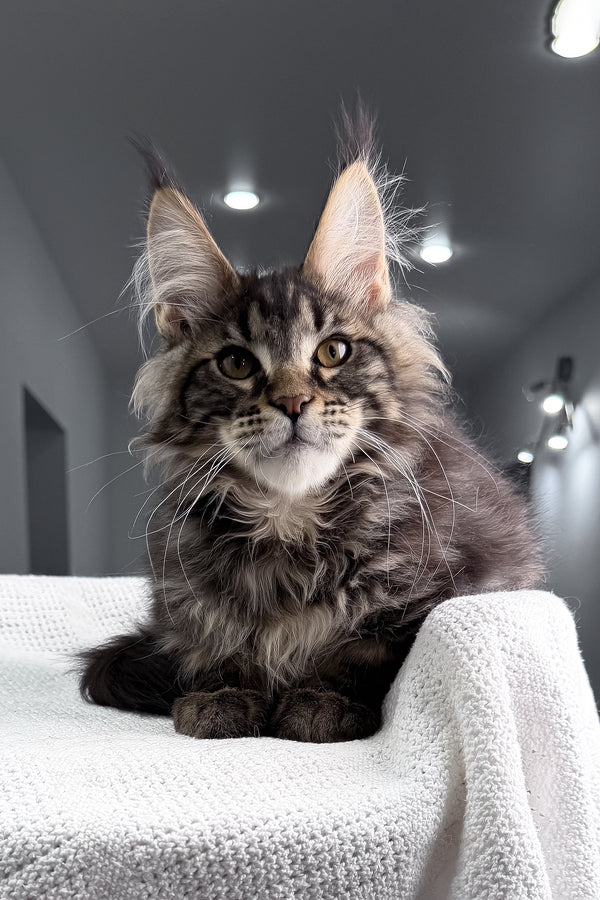 Roter | Maine Coon Kitten