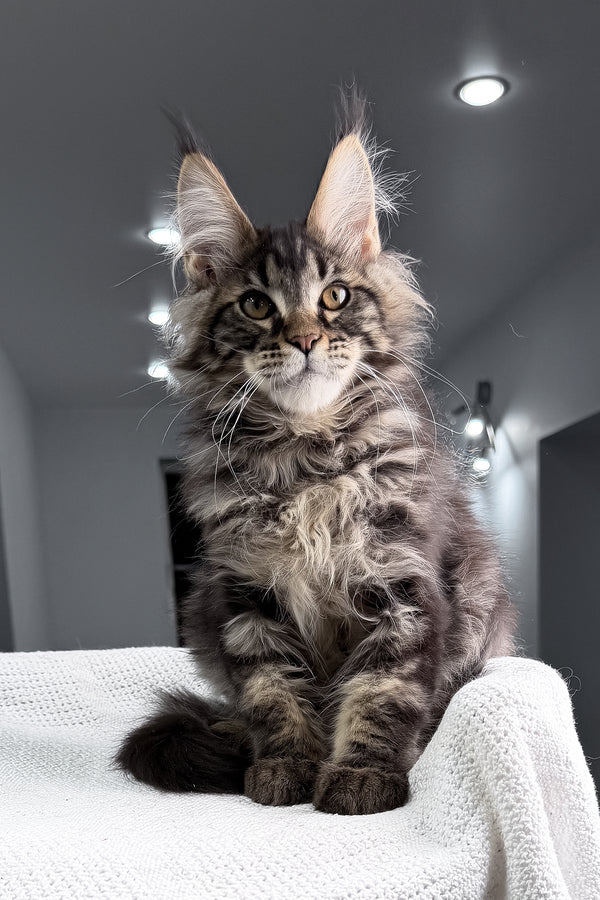 Roter | Maine Coon Kitten
