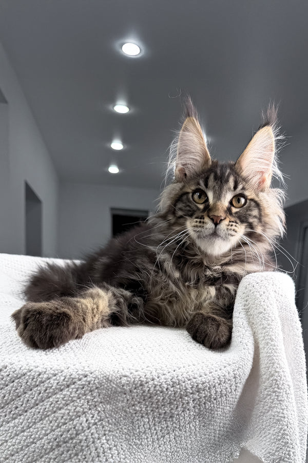 Roter | Maine Coon Kitten