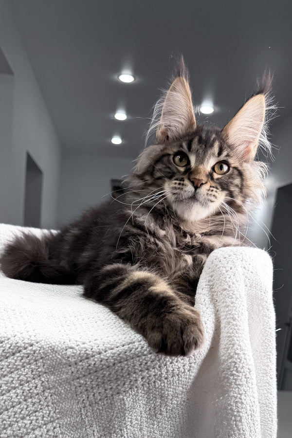 Roter | Maine Coon Kitten
