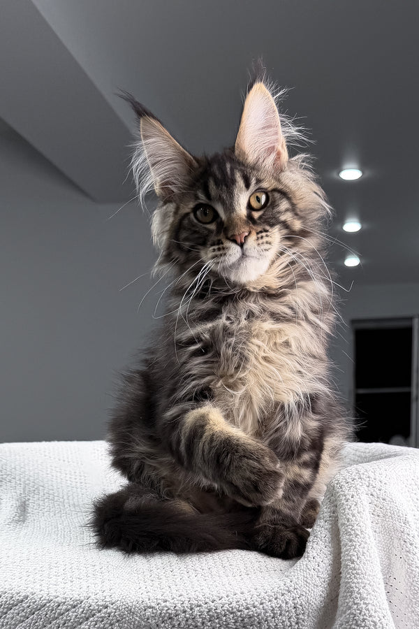 Roter | Maine Coon Kitten