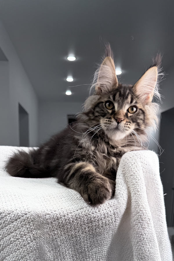 Roter | Maine Coon Kitten