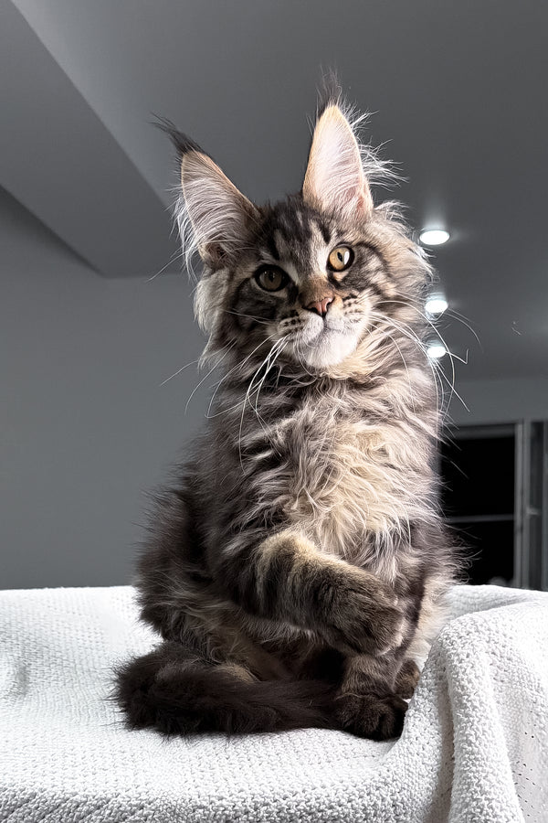 Roter | Maine Coon Kitten