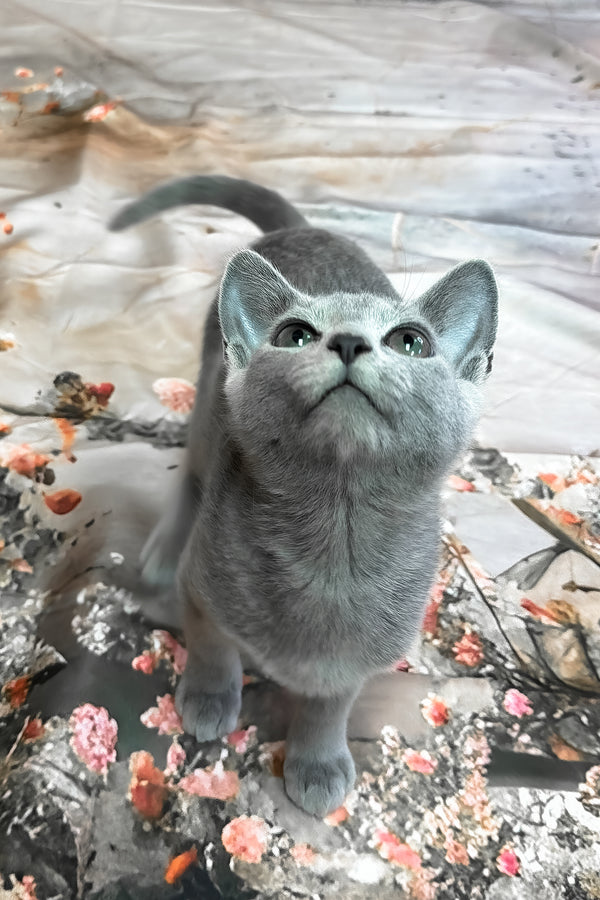 Umok | Russian Blue Kitten