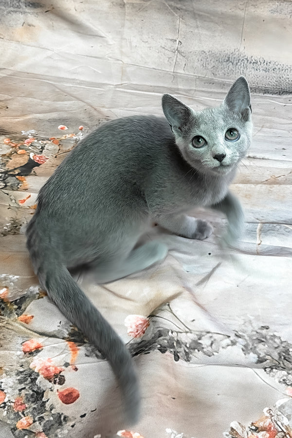 Umok | Russian Blue Kitten
