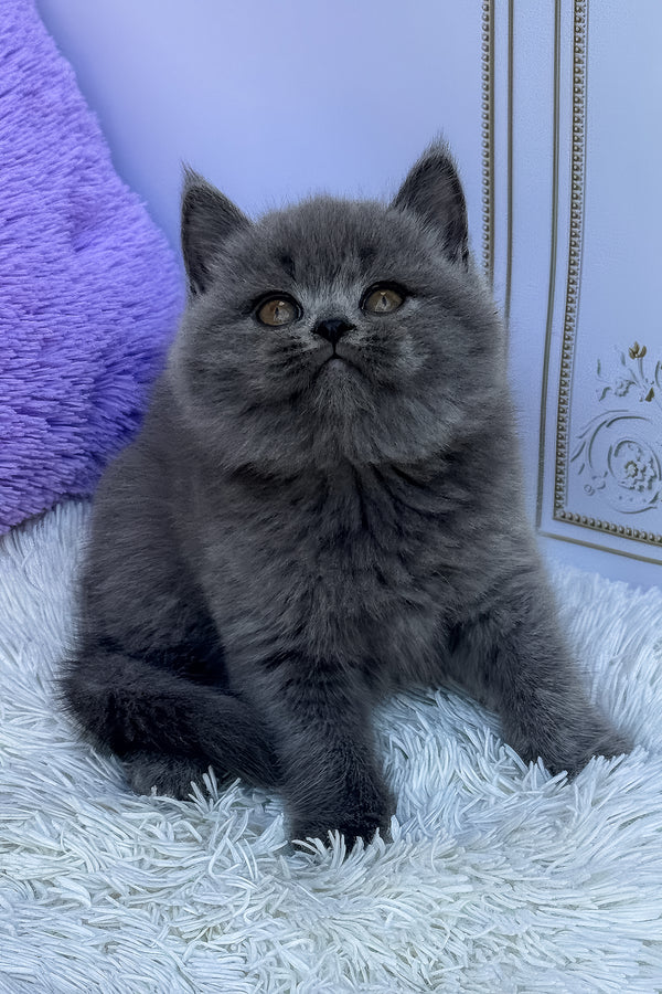 Uslada | British Shorthair Kitten