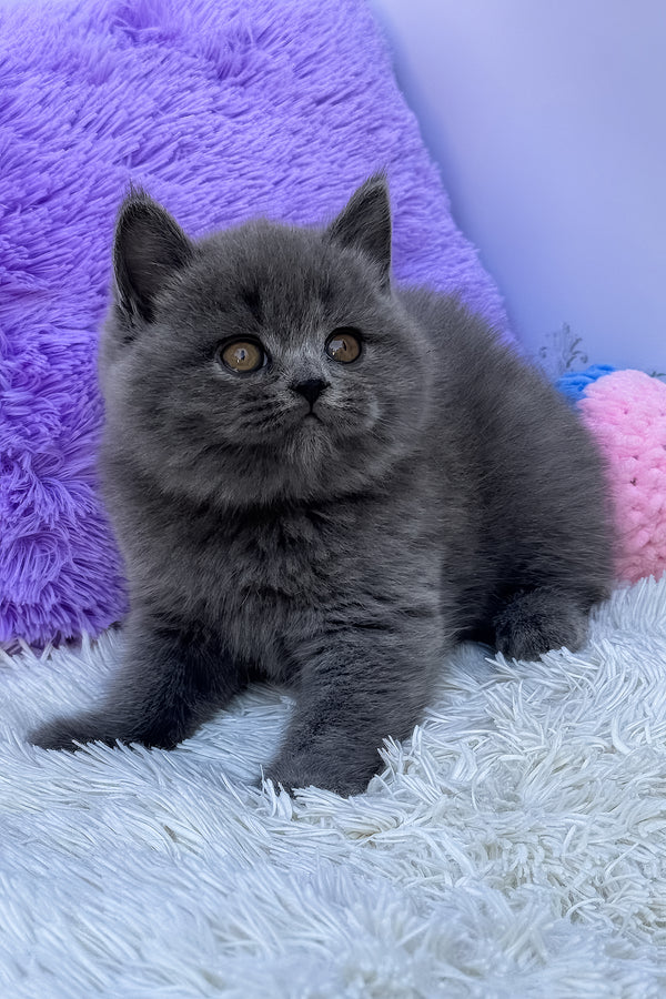 Uslada | British Shorthair Kitten
