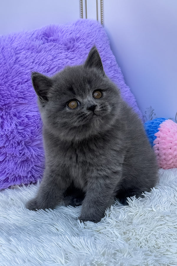 Uslada | British Shorthair Kitten