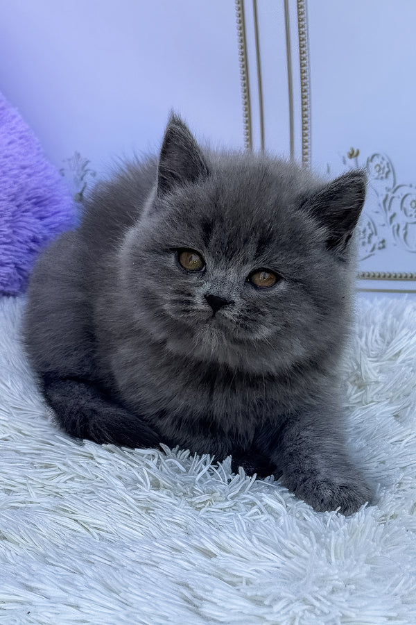 Uslada | British Shorthair Kitten