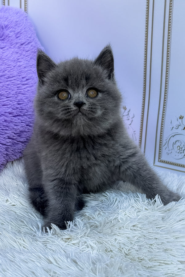 Uslada | British Shorthair Kitten