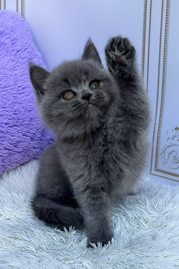 Uslada | British Shorthair Kitten