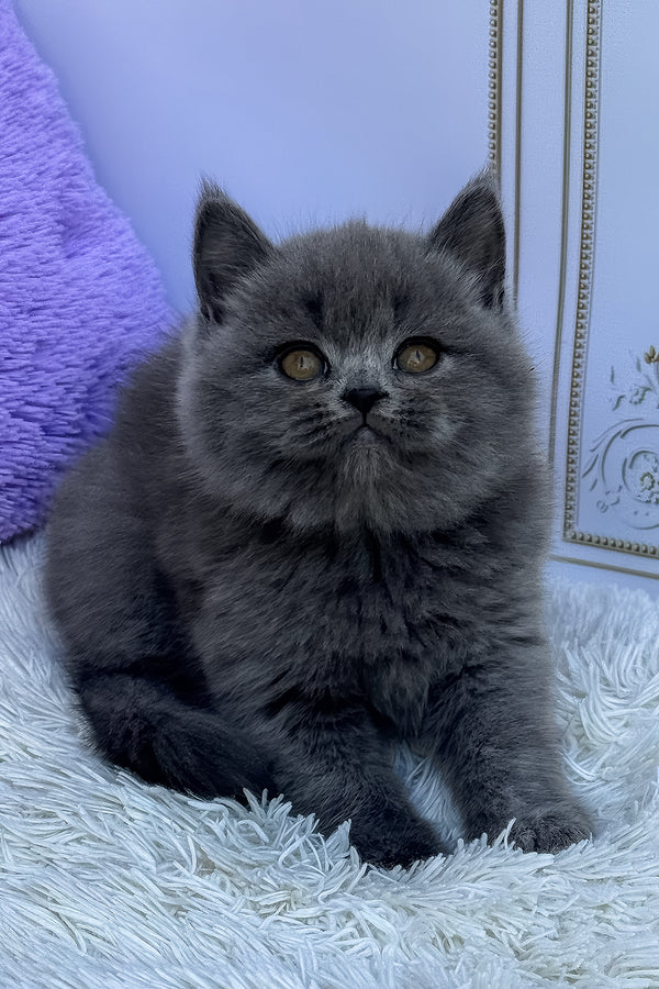 Uslada | British Shorthair Kitten