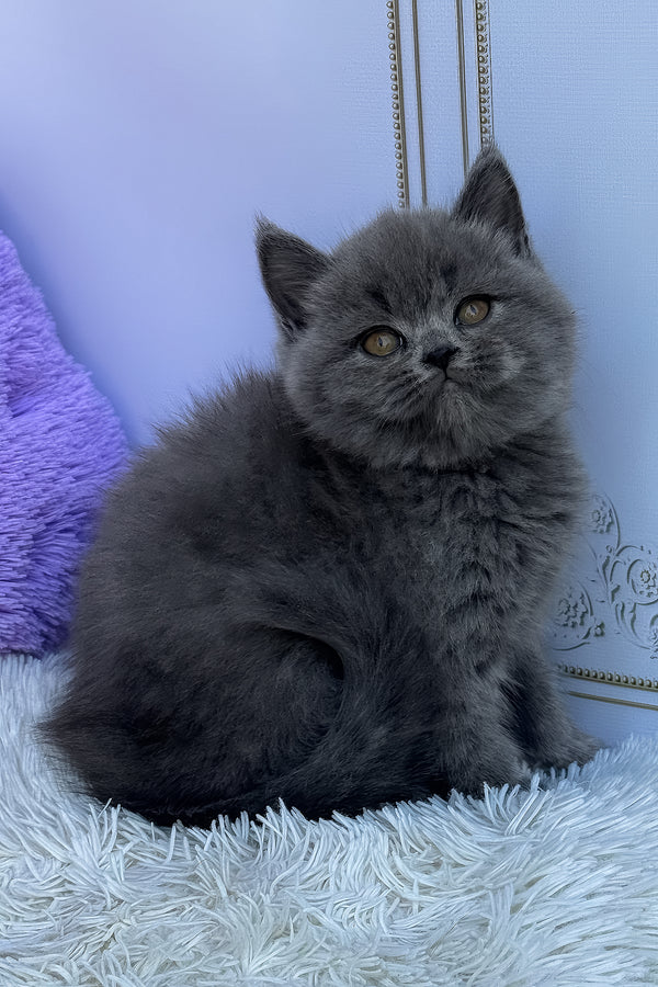 Uslada | British Shorthair Kitten