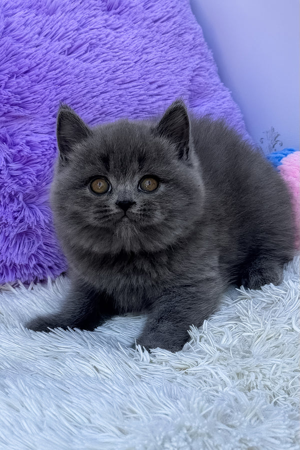 Uslada | British Shorthair Kitten