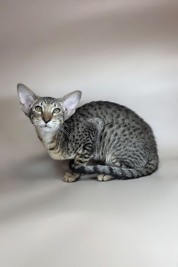 Yvette | Oriental Shorthair Kitten