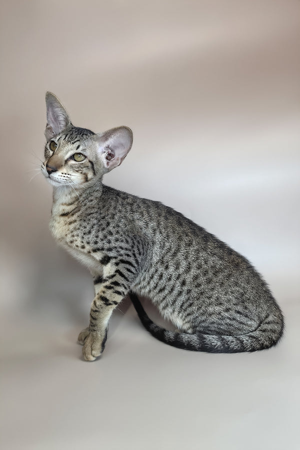 Yvette | Oriental Shorthair Kitten