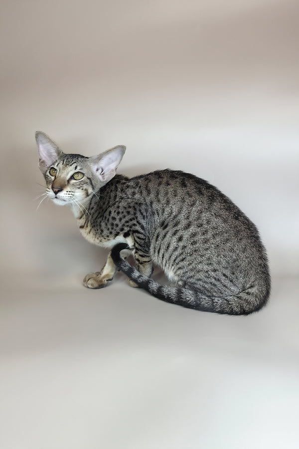 Yvette | Oriental Shorthair Kitten