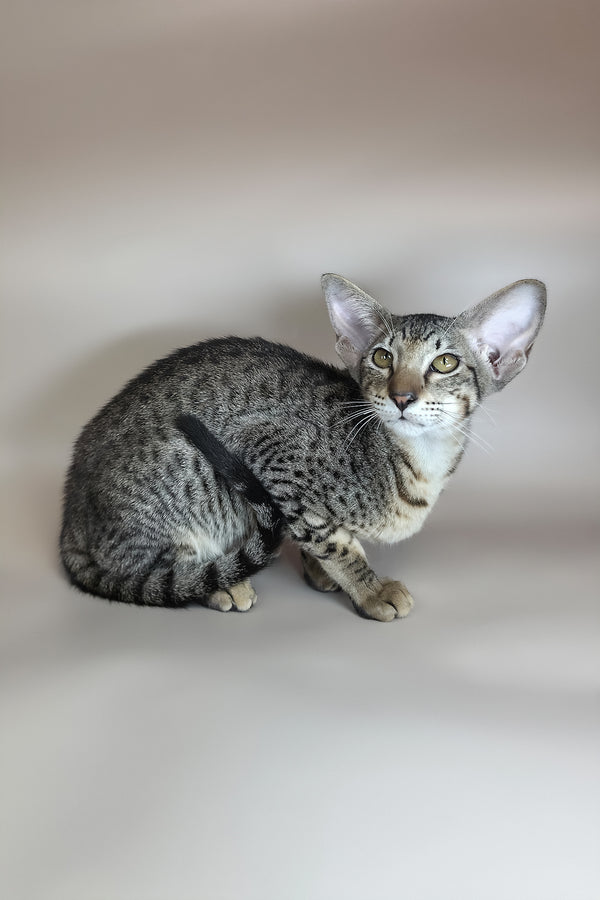 Yvette | Oriental Shorthair Kitten