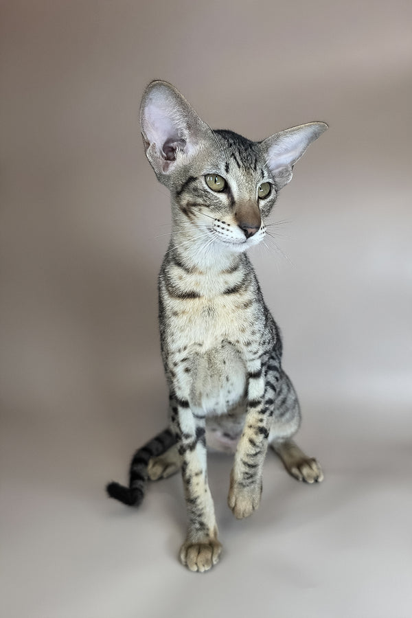 Yvette | Oriental Shorthair Kitten