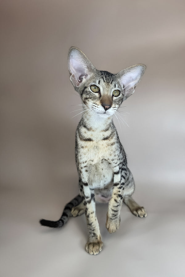 Yvette | Oriental Shorthair Kitten