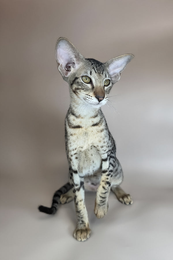 Yvette | Oriental Shorthair Kitten