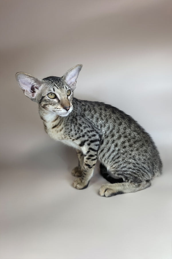 Yvette | Oriental Shorthair Kitten