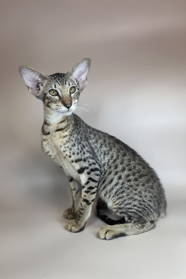 Yvette | Oriental Shorthair Kitten