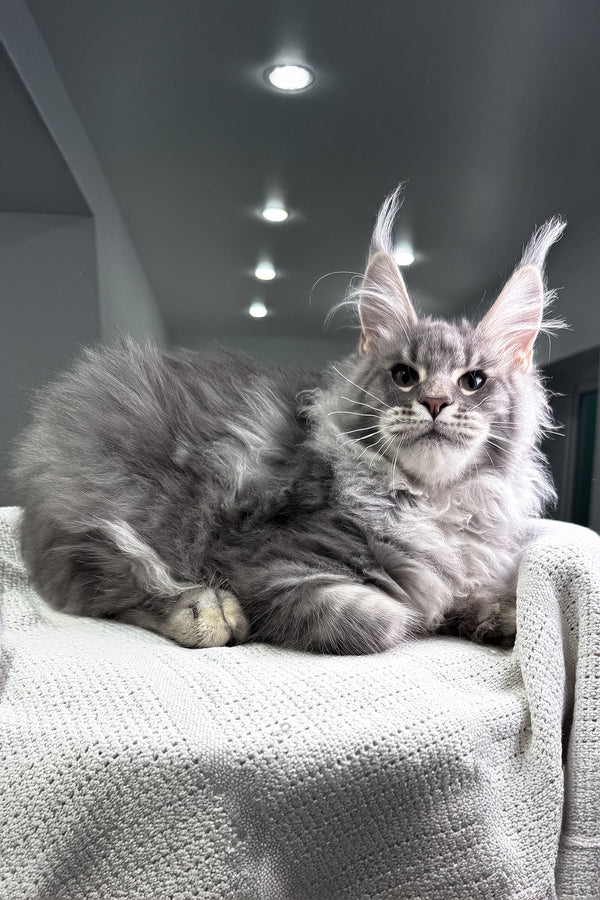 Exotic | Maine Coon Kitten