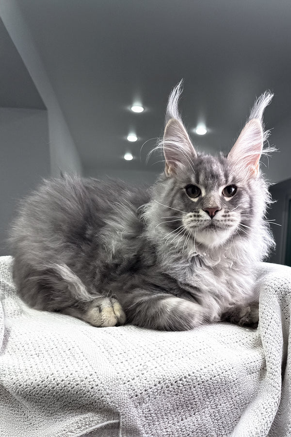 Exotic | Maine Coon Kitten