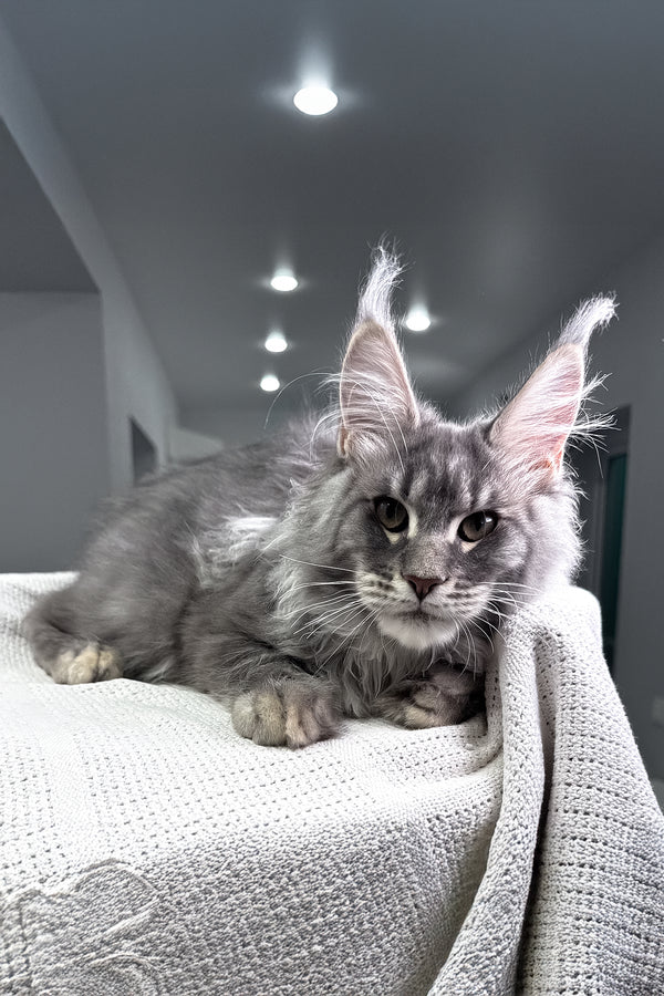 Exotic | Maine Coon Kitten