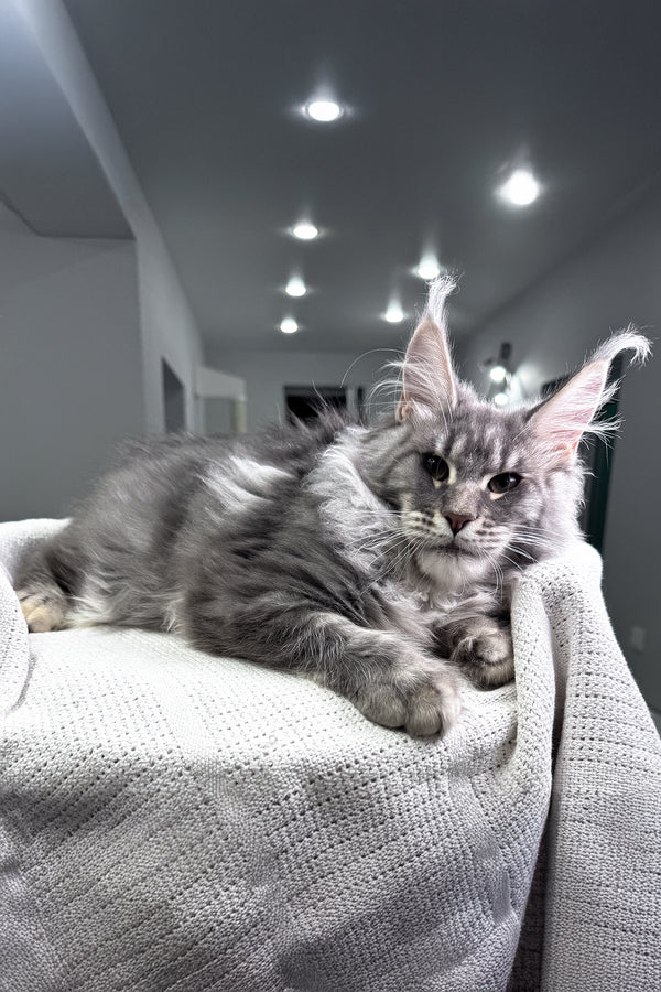 Exotic | Maine Coon Kitten