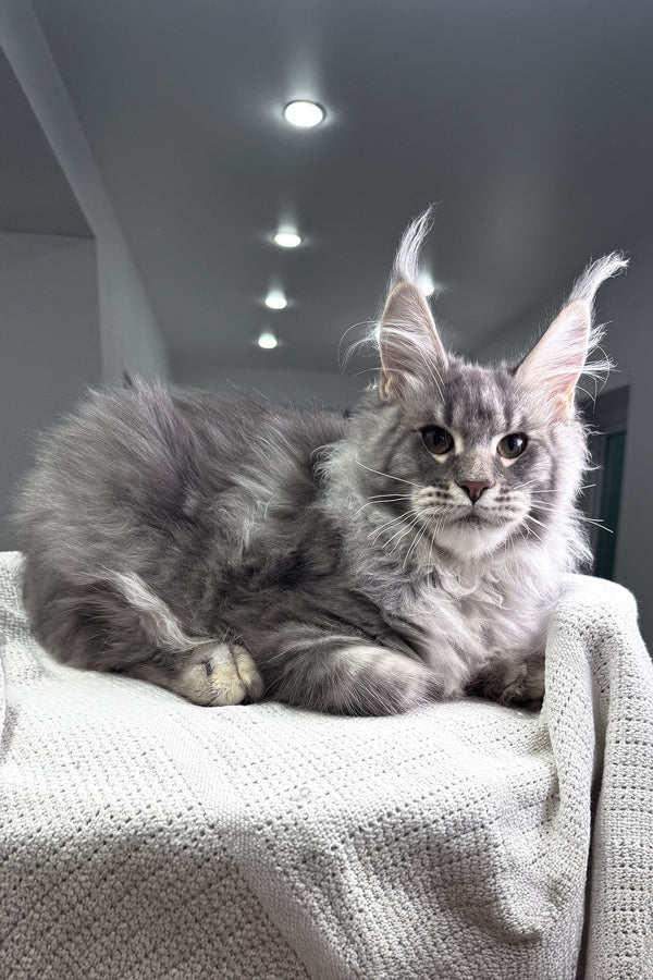 Exotic | Maine Coon Kitten