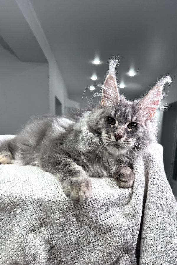 Exotic | Maine Coon Kitten