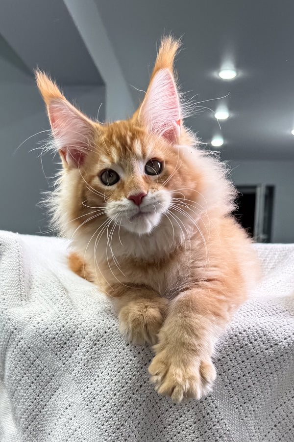 Fire | Maine Coon Kitten