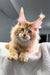 Fire | Maine Coon Kitten