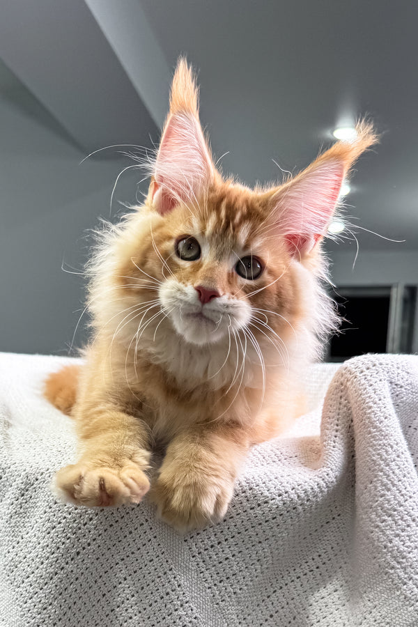 Fire | Maine Coon Kitten