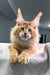 Fire | Maine Coon Kitten