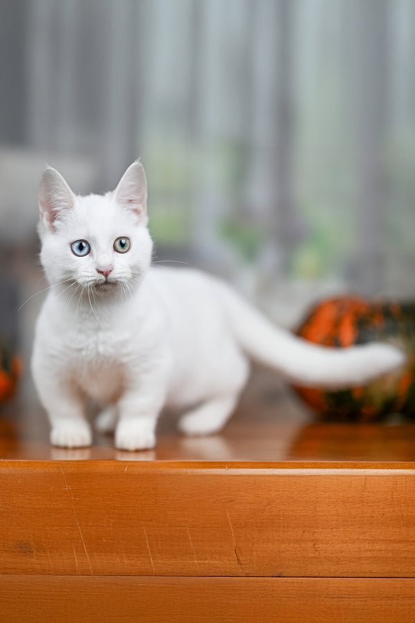 Kalista | Munchkin Kitten