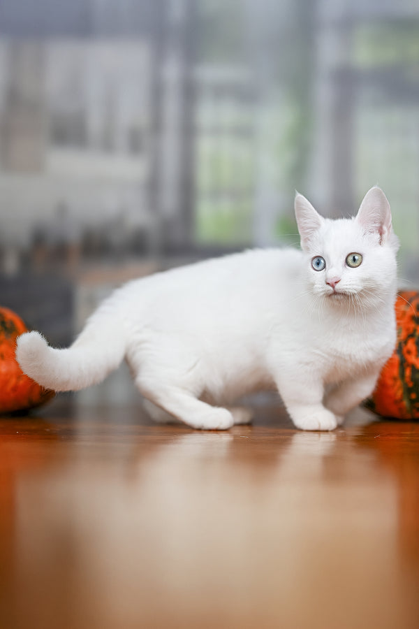 Kalista | Munchkin Kitten