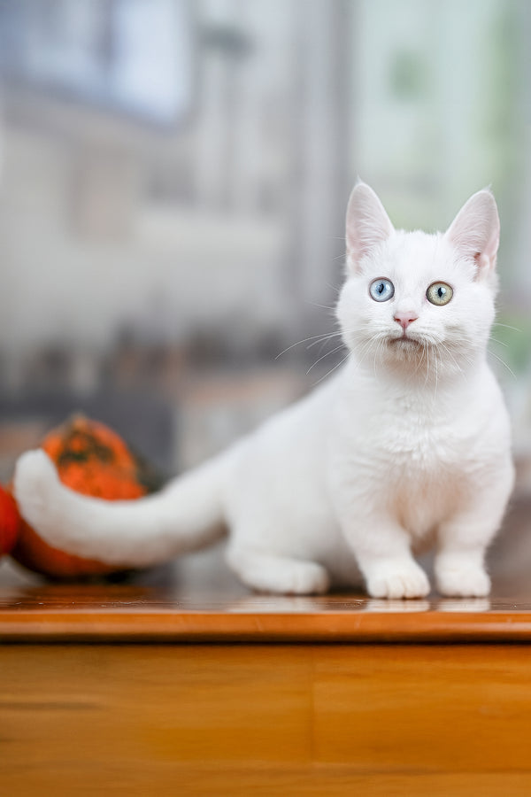 Kalista | Munchkin Kitten