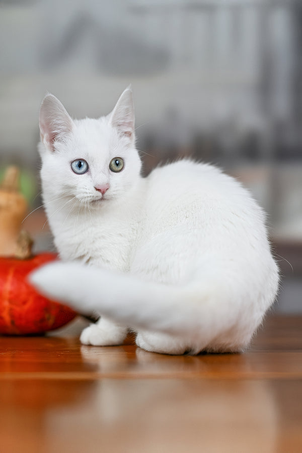 Kalista | Munchkin Kitten