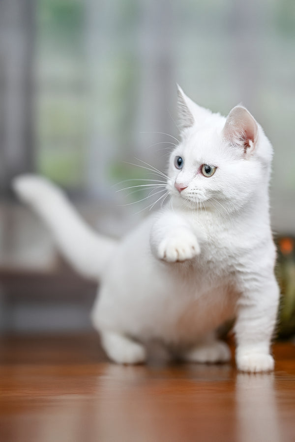 Kalista | Munchkin Kitten
